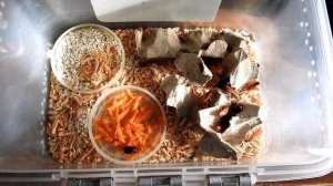 Туркменские тараканы, содержание и кормление.