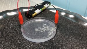 Оловянное дерево/ Получение олова с помощью электролиза