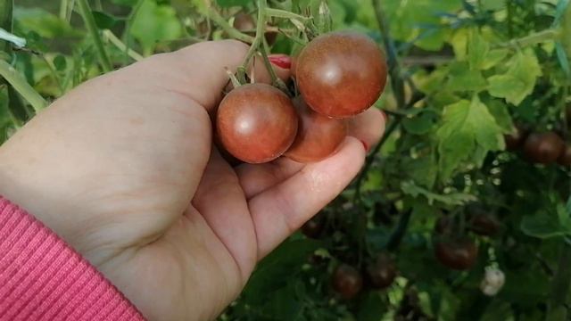 Томаты Черный жемчуг. Последний урожай смотреть онлайн