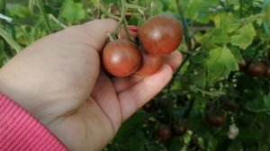 Томаты Черный жемчуг. Последний урожай