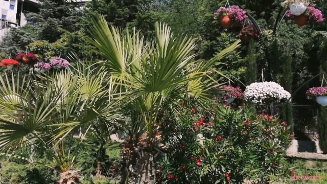 Субтропическая красота/Пальмы и цветы 🌴💛🌺 смотреть онлайн