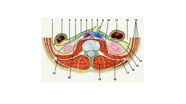 Зәр шығару жүйесі. Бүйрек анатомиясы. Ren (nephros) - Easy Anatomy