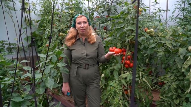 Лучшие томаты сезона 2021 смотреть онлайн