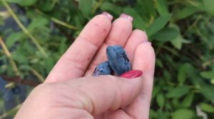 Жимолость Канадских сортов на моем участке! 17.06.2022г.