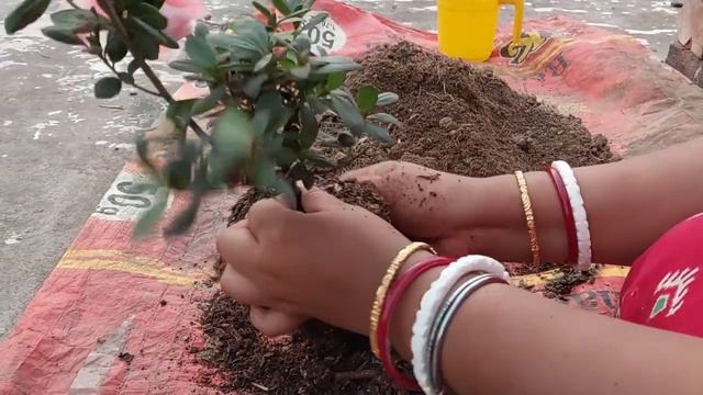 Rhododendron simsii Plant