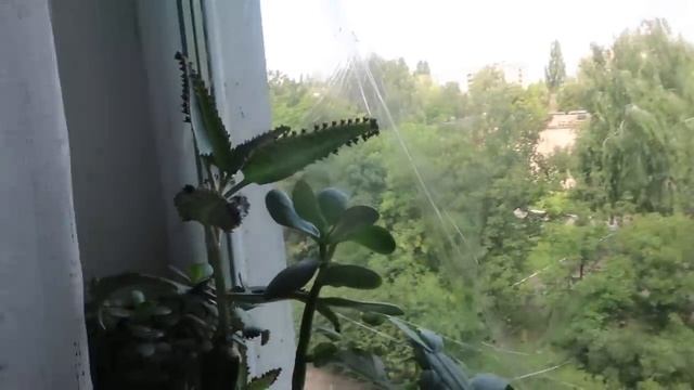 VLOG Даша показала свою первую любовь. Вышиванка от прабабушки смотреть онлайн