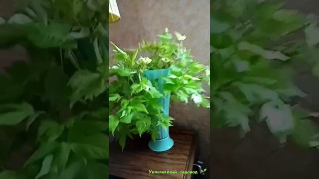 Ипомея в апреле. смотреть онлайн
