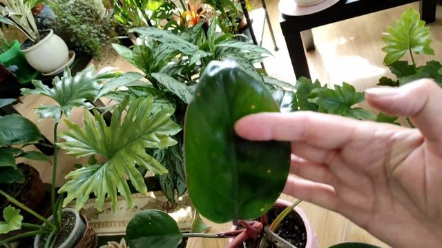 О филодендронах с букетно-компотным настроением. Летний обзор. смотреть онлайн