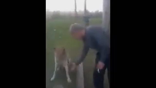 Собака здоровается 20 минутная версия. смотреть онлайн