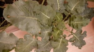 Выращивание брокколи на балконе дома