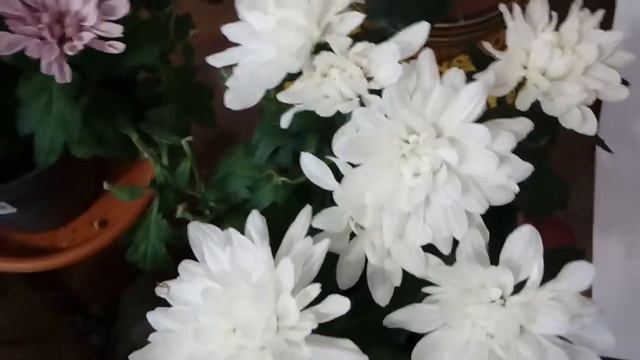 НУ И ХРИЗАНТЕМЫ... смотреть онлайн