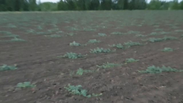 Суходол арбуз смотреть онлайн