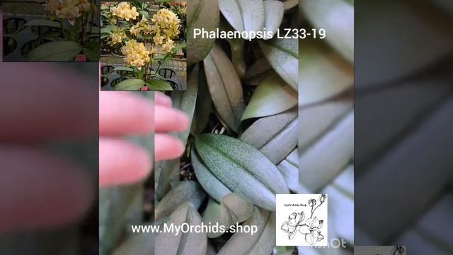 Phalaenopsis LZ33-19 смотреть онлайн