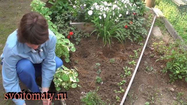 Аквилегия: выращивание и уход смотреть онлайн