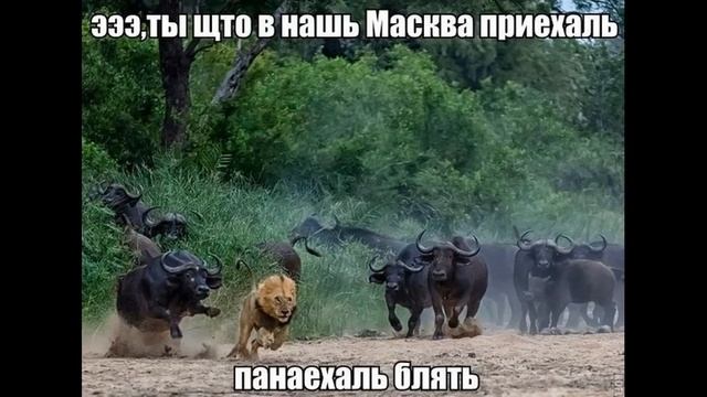 Охреневший гастарбайтер | Как разговаривать с коллекторами по телефону смотреть онлайн