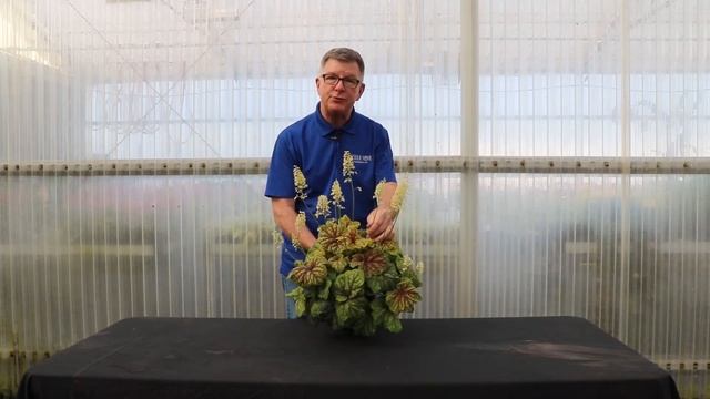 TERRA NOVA® Nurseries, Inc. - Heuchera 'Red Lightning' смотреть онлайн