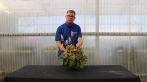 TERRA NOVA® Nurseries, Inc. - Heuchera 'Red Lightning'