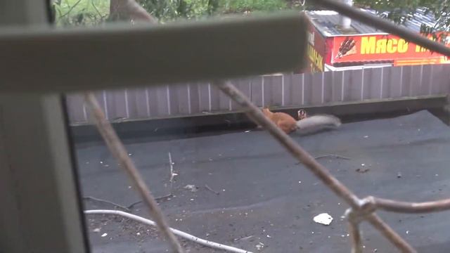 Белка на крыше Отчаяние смотреть онлайн