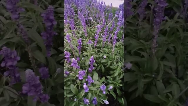 Шалфей#цветы#садовыйдизайн#цветники смотреть онлайн