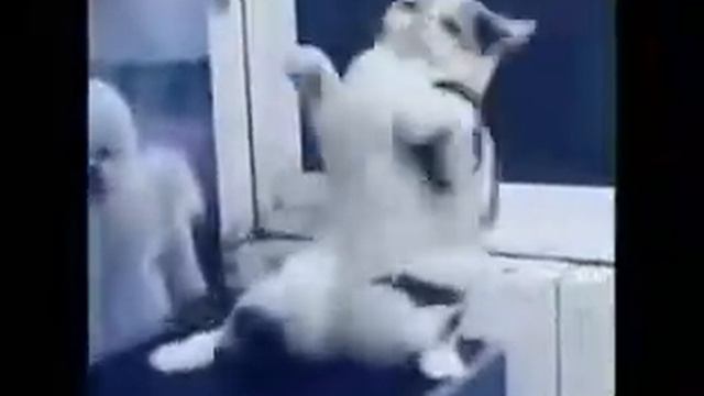 Киска танцует... смотреть онлайн