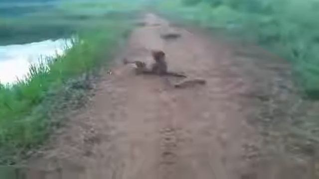 Собака схватила электрического угря! смотреть онлайн