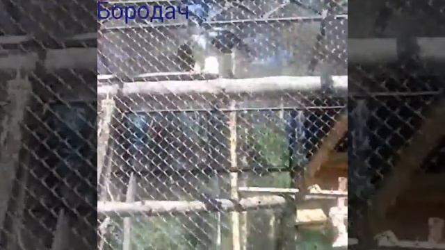 Поход к птице Бородач смотреть онлайн