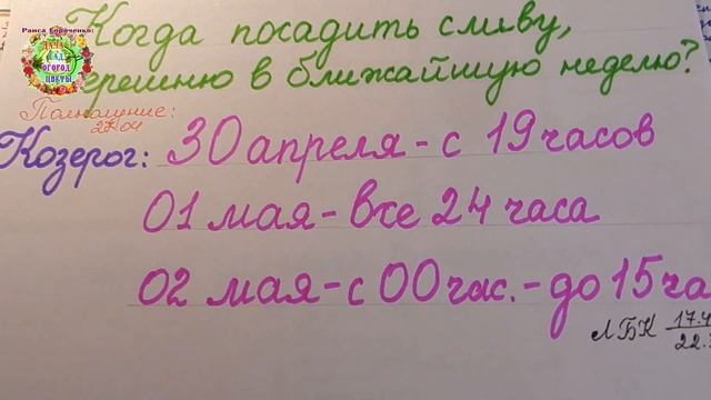 Когда посадить черешню, сливу, персик в ближайшую неделю? смотреть онлайн