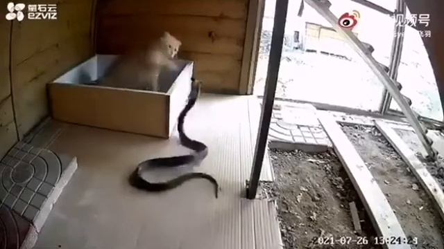 Snake cat fight..EZVIZ C1C,C6N,C3N,C3WN,Wi-Fi Camera. смотреть онлайн