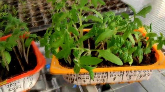 Рассказываю всю правду - какие сорта взошли хорошо, а какие нет ! смотреть онлайн