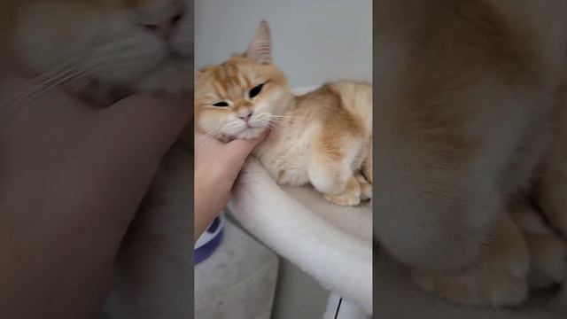 Кошка на лежанке смотреть онлайн