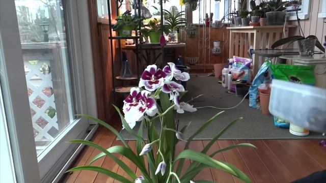 Орхидея МИЛЬТОНИЯ / Miltonia смотреть онлайн