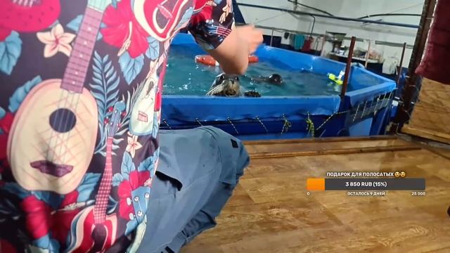 В гостях у Тюленей !) смотреть онлайн