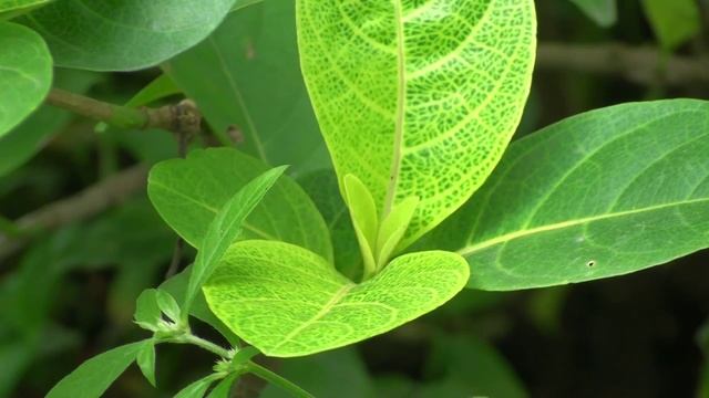 Pseuderanthemum reticulatum смотреть онлайн