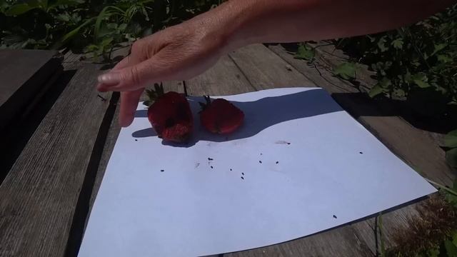 Сколько у меня грядок клубники. О борной подкормке, подробно. Краснодарский край. смотреть онлайн