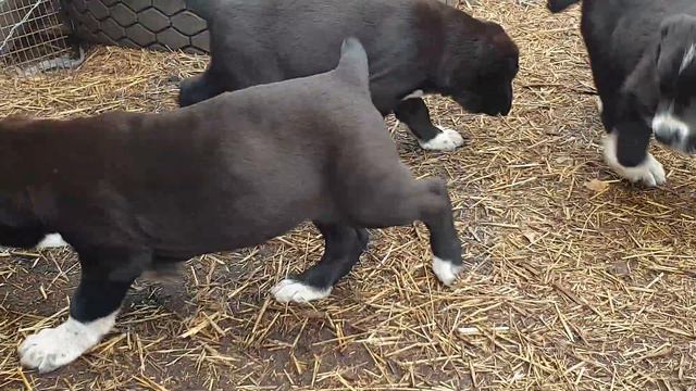 щенки алабая среднеазиатской овчарки из питомника Аз Марал продажа смотреть онлайн