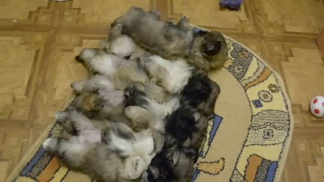 Пекинеса щенков с родословной продам