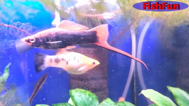 Моллинезии и другие обитатели моего аквариума./Mollies and other inhabitants of my aquarium. смотреть онлайн