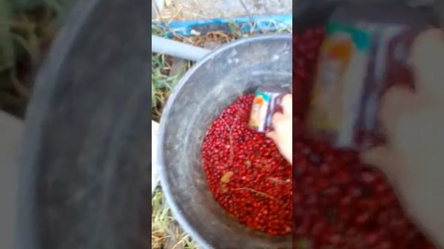 Как быстро очистить ягоду смотреть онлайн