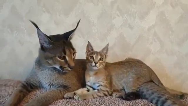 Всегда вместе! Каракет ф1 75% Джудит и каракет ф2 Настёна!