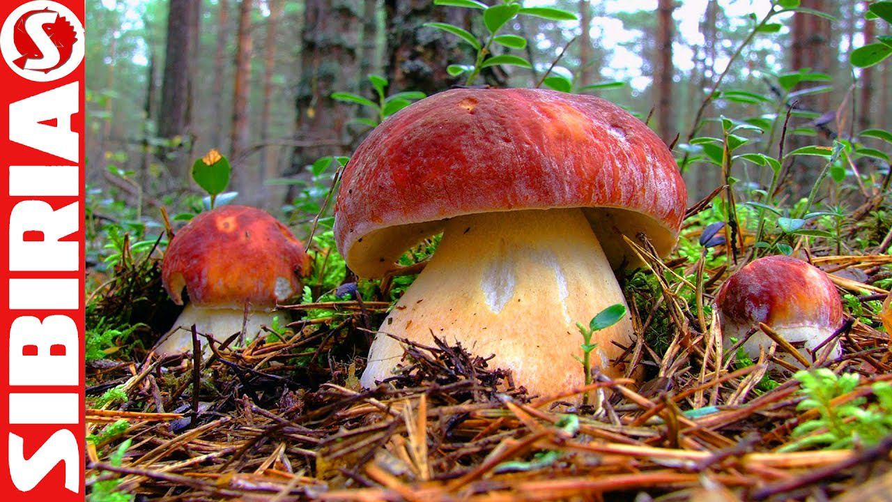 Тихая охота за белыми грибами смотреть онлайн