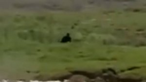 ЙЕТИ попал в КАДРЫ ДОКУМЕНТАЛЬНОГО фильма. РЕАЛЬНОЕ видео СНЕЖНОГО ЧЕЛОВЕКА.