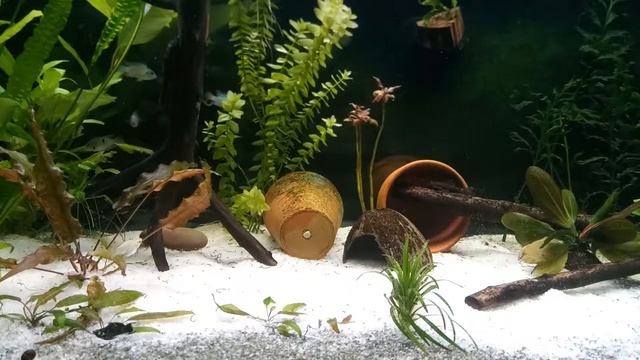 Белые червячки. Растения в аквариуме. № 13 смотреть онлайн