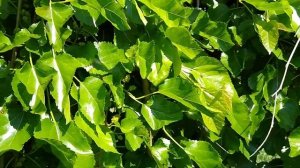 ШЕЛКОВИЦА плакучая  в возрасте 12 лет.Красота и вкуснота!