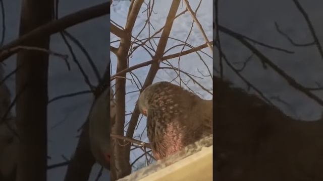 Нельзя так просто взять и залететь в кормушку, особенно, если ты голубь!?? смотреть онлайн