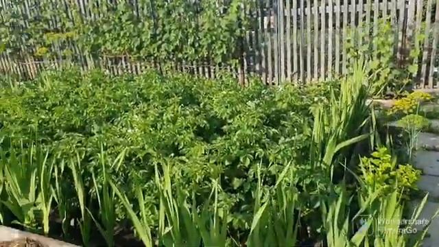 105. Фитофтора не пройдет. Первые баклажаны..mp4 смотреть онлайн