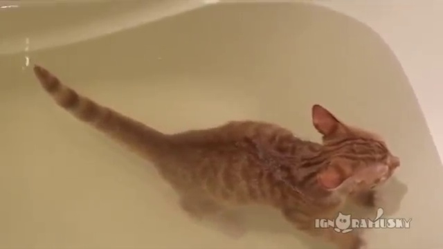 Плавучий Кот смотреть онлайн