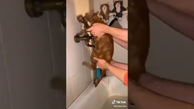 Симбочка милашка но его нет(? смотреть онлайн