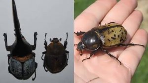 ЖУК-ГЕРКУЛЕС - Силач среди жуков