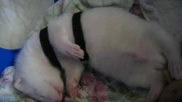 норке Балу что-то снится