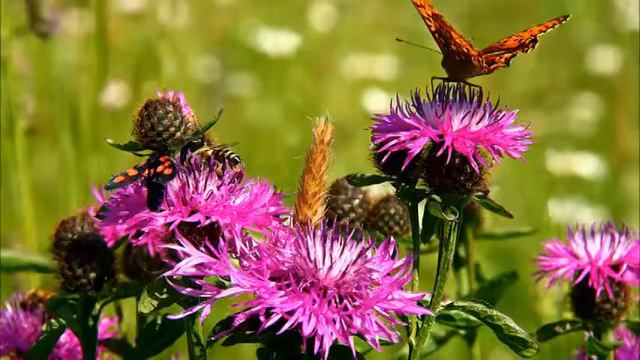 Аллочке Васильевой! Музыкальная открытка! Swetlanaroma@mail ru смотреть онлайн